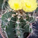 Hot Astrophytum Ornatun Exotic Cacti Rare Tall Outdoor Garden Cactus Plant 15 Seeds