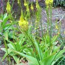 Hot Bulbine Alooides @ Rare Succulents Cactus Seed 20 Seeds