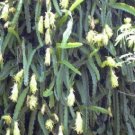 Hot Hylocereus Undatus Grafting Stock Cactus Seed 20 Seeds