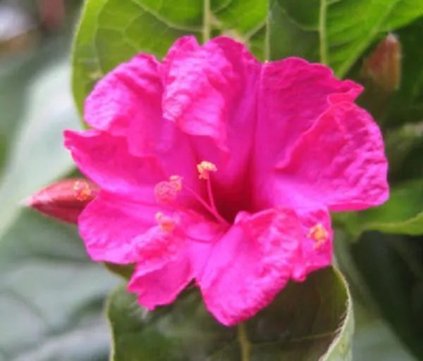 Hot Mirabilis Jalapa, Rare Flowering Succulent Seed 5 Seeds