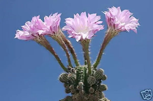 Hot Echinopsis Oxygona, @J@ Rare Cactus Seed Cacti 20 Seeds