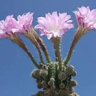 Hot Echinopsis Oxygona, @J@ Rare Cactus Seed Cacti 20 Seeds