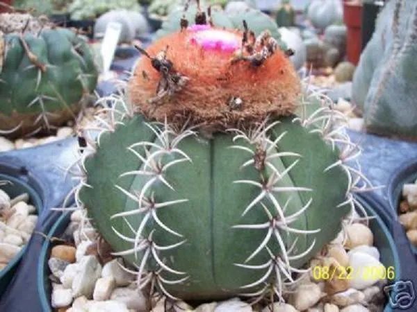 Hot Melocactus Matanzanus @ Cacti Rare Cactus Seed 50 Seeds