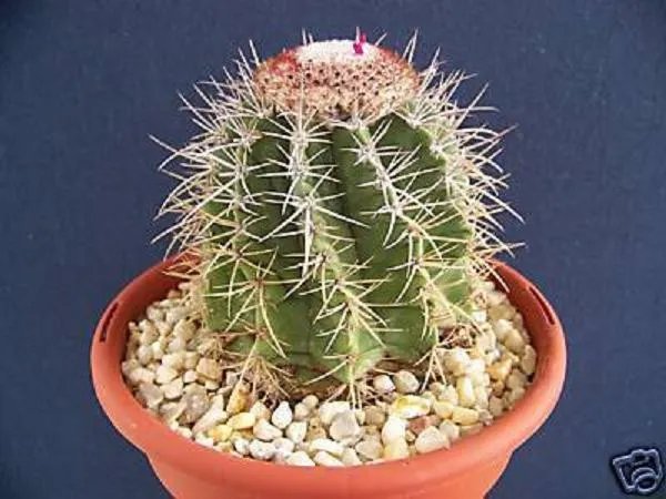 Hot Melocactus Azureus, Cacti Rare Cactus Seed 50 Seeds Lot
