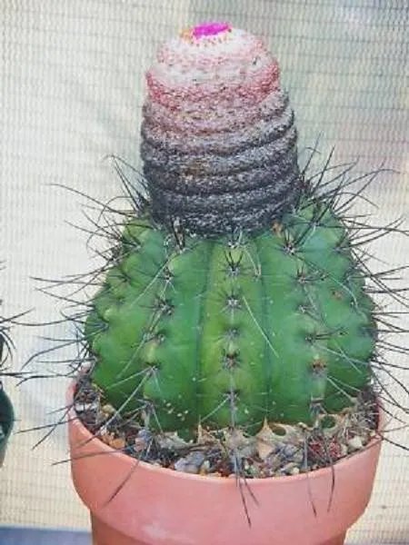 Hot Melocactus Rubrispinus, Cacti Rare Cactus Seed 20 Seeds
