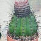 Hot Melocactus Rubrispinus, Cacti Rare Cactus Seed 20 Seeds