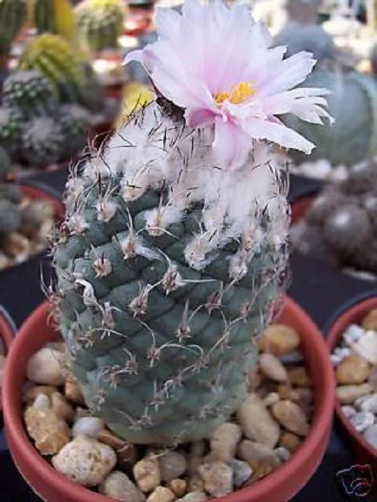Hot Turbinicarpus Lophophoroides, Rare Cactus Seed 10 Seeds