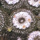 Hot Mammillaria Formosa @J@ Cacti Rare Cactus Seed 20 Seeds