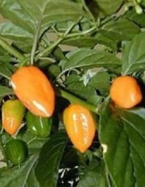 Hot Habanero Hot Pepper Chilli Mild Chile Aji Seed 50 Seeds