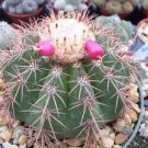 Hot Melocactus Oreas Cacti Rare Exotic Cactus Seed 50 Seeds