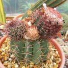 Hot Melocactus Uebelmannii, Cacti Rare Cactus Seed 20 Seeds