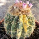 Hot Melocactus Ruestii Variegated Rare Seed Cactus 20 Seeds