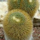 Hot Mammillaria Fuscata @J@ Cacti Rare Cactus Seed 20 Seeds