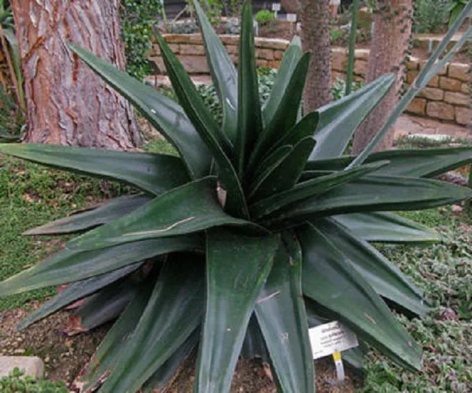 Hot Gasteria Exelsa Rare Succulent Cacti Aloe Seed 10 Seeds