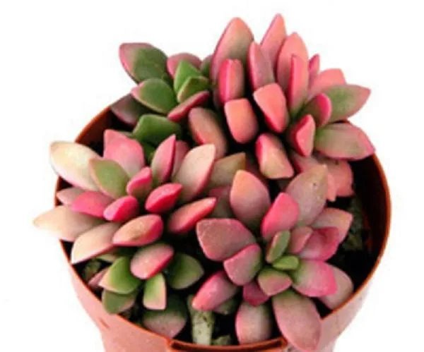 Hot Anacampseros Rufescens Variegated, Cactus Seed 20 Seeds