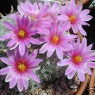 Hot Mammillaria Boolii Exotic @J@ Rare Cactus Seed 15 Seeds