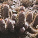 Hot Oreocereus Trollii Rare Cacti Trolli Old Man Andes Columnar Cactus Seed 20 Seeds