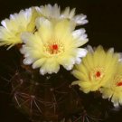 Hot Parodia Ottonis @ Rare Cactus Notocactus Cacti 25 Seeds