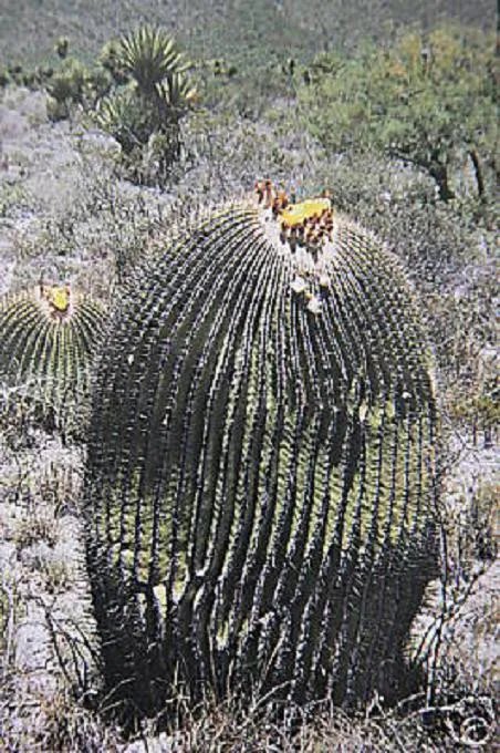 Hot Echinocactus Ingens @J@ Cacti Rare Cactus Seed 20 Seeds