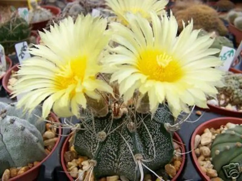 Hot Astrophytum Crassispinoides Rare Cactus Seed 10 Seeds