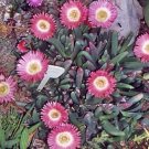 Hot Cephalophyllum Caespitosum Mesembs Cactus Seed 20 Seeds