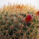 Hot Mammillaria Yucatensis, Cacti Rare Cactus Seed 20 Seeds