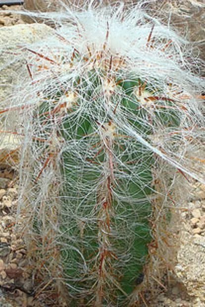 Hot Oreocereus Celsianus @@ Rare Cacti Cactus Seed 20 Seeds