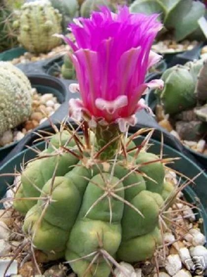 Hot Thelocactus Heterochromus Rare Cactus Seed 10 Seeds