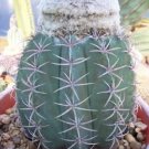 Hot Melocactus Levitestatus Cacti Rare Cactus Aloe 20 Seeds