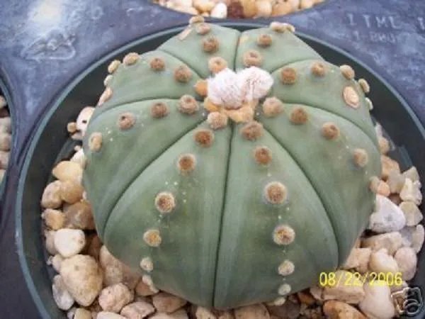Hot Astrophytum Asterias Nudun Sand Dollar Cacti Rare Flower Cactus Seed 30 Seeds