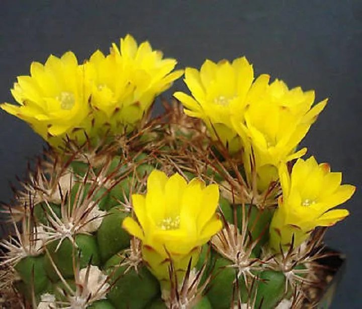 Hot Weingartia Lanata Rare Cactus Seed Cacti Agave 15 Seeds