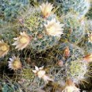 Hot Mammillaria Wildii Cacti Rare Cactus Aloe Seed 20 Seeds