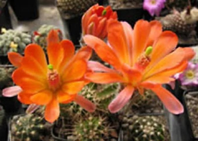 Hot Echinocereus Scheeri @@ Cacti Rare Cactus Seed 15 Seeds