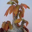 Hot Dorstenia Foetida, Rare Succulents Cactus Seed 10 Seeds