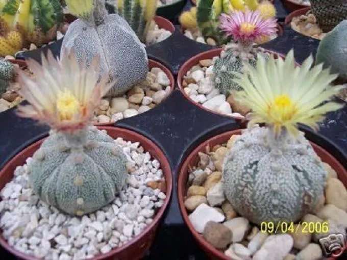 Hot Astrophytum Asterias Super Kabuto 5Ribs Sand Dollar Rare Cactus Seed 100 Seeds