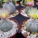 Hot Astrophytum Asterias Super Kabuto 5Ribs Sand Dollar Rare Cactus Seed 100 Seeds