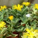 Hot Faucaria Tigrina @@ Exotic Rare Succulent Seed 20 Seeds