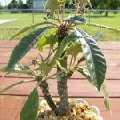 Hot Dorstenia Crispa @ Rare Succulents Cactus Seed 10 Seeds