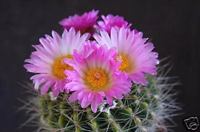 Hot Notocactus Herteri @ Parodia Rare Cactus Cacti 25 Seeds