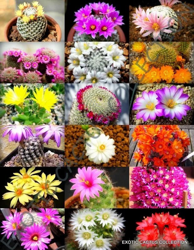 Hot Color Pleiospilos Mix Succulent Cactus Mixed Living Stones Rocks Seed 50 Seeds