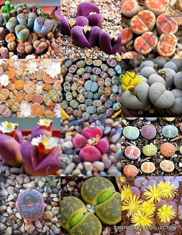 Hot Color Pleiospilos Mix Succulent Cactus Mixed Living Stones Rocks Seed 30 Seeds