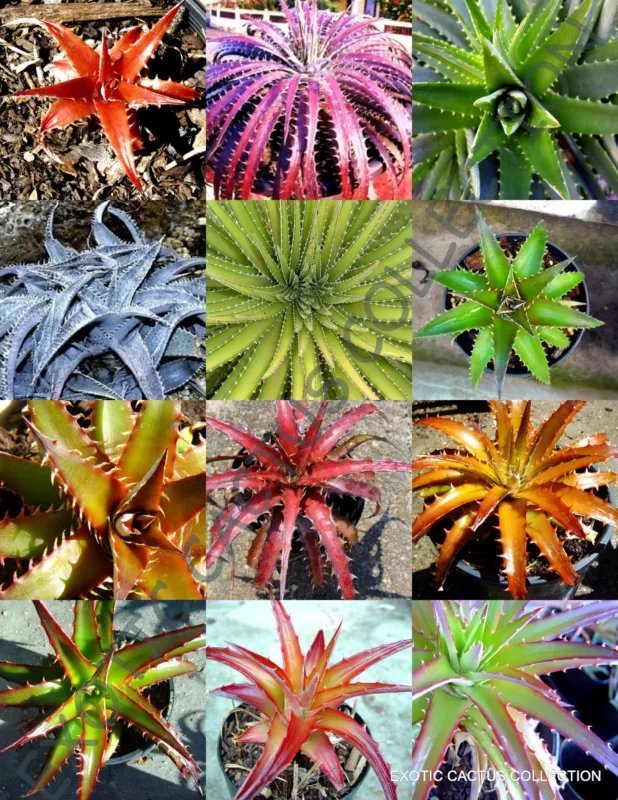 Hot Color Lithops Mix Succulent Exotic Living Stone Desert Rock Seed Plant 100 Seeds