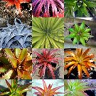 Hot Color Lithops Mix Succulent Exotic Living Stone Desert Rock Seed Plant 100 Seeds