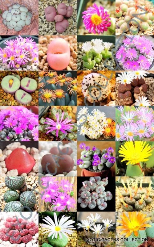 Hot Color Lithops Mix Succulent Exotic Living Stones Desert Rock Seed Plant 50 Seeds
