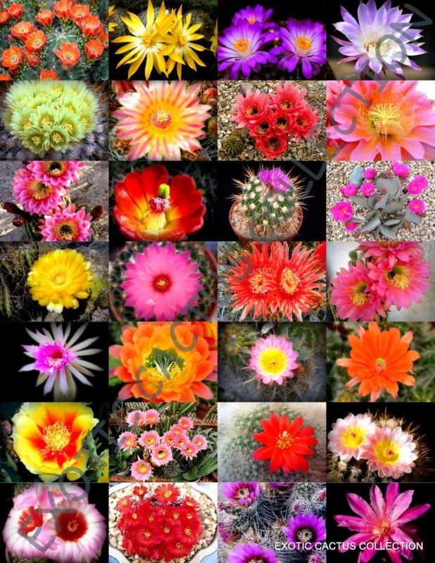 Hot Color Lithops Mix Succulent Exotic Living Stones Desert Rock Seed Plant 30 Seeds