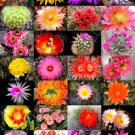 Hot Color Lithops Mix Succulent Exotic Living Stones Desert Rock Seed Plant 30 Seeds