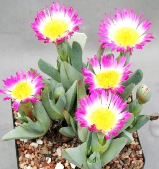 Hot Color Gibbaeum Mix Succulent Cactus Mixed Living Stones Rock Plant Seed 50 Seeds