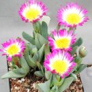 Hot Color Gibbaeum Mix Succulent Cactus Mixed Living Stones Rock Plant Seed 50 Seeds