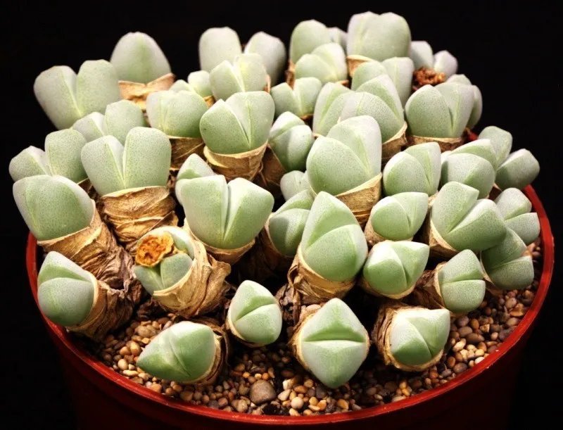 Hot Color Gasteria Mix @@ Rare Living Stones Exotic Cactus Succulents Seed 100 Seeds