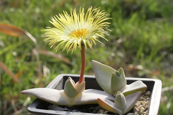 Hot Color Dyckia Mix Exotic Succulent Hetchia Agave Xeriscaping Aloe Seed 100 Seeds